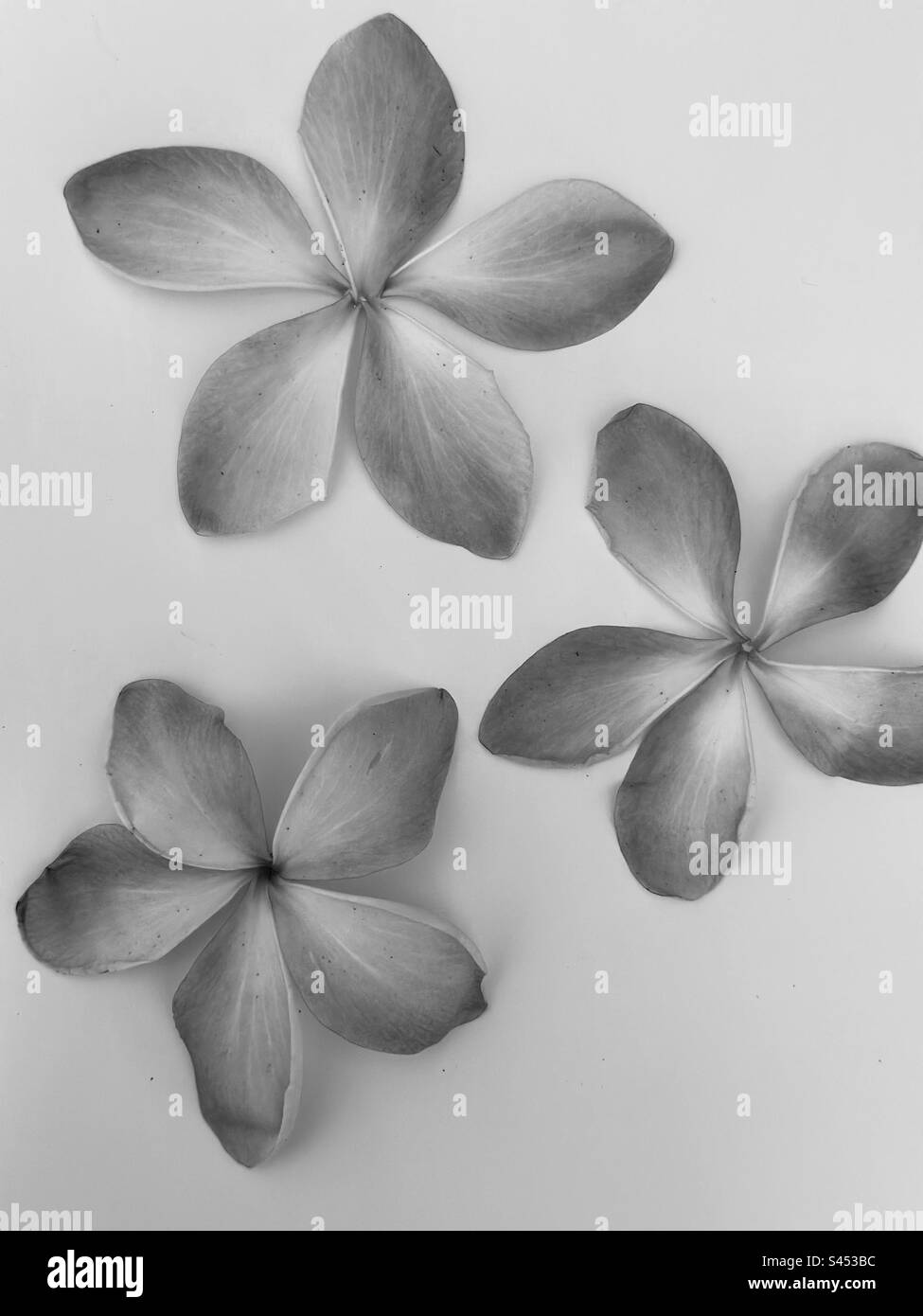 Plumeria Black and White Stock Photos & Images Alamy