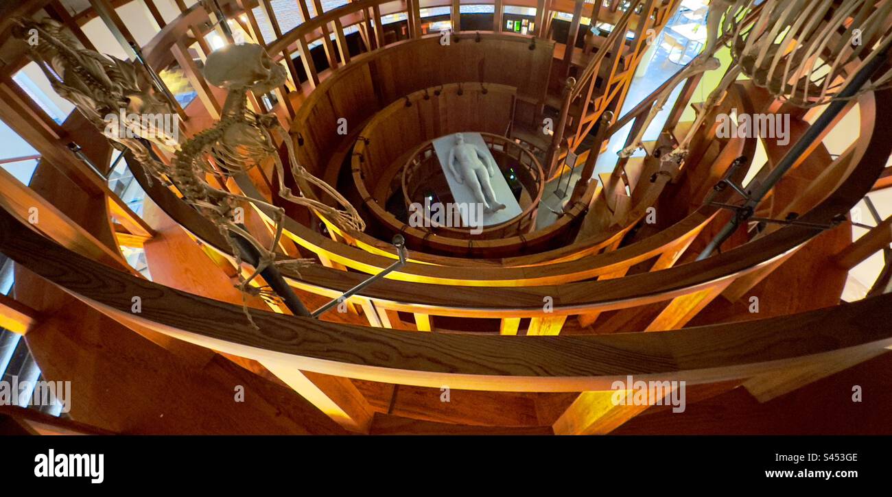The interior of the reconstructed anatomical theatre in the Museum of the history of science in Leiden - Smartphone Captured Stock Image