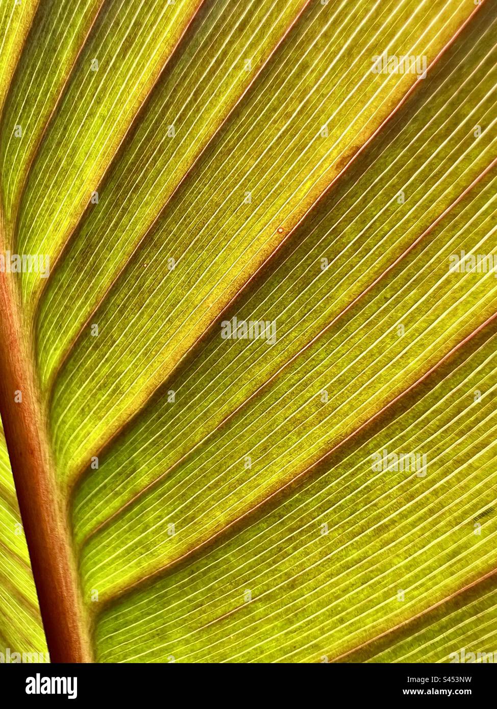 Close up of a canna leaf Stock Photo