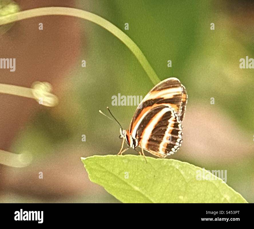 Butterflies of Alberta, Canada, insect, colourful Stock Photo Alamy