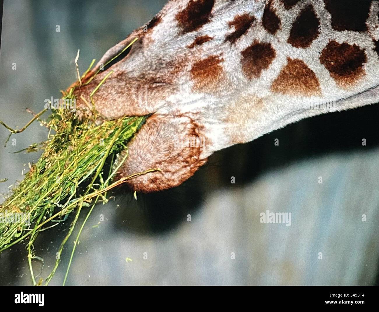 Patterns in nature, spots on a giraffe, brown, white, wildlife, in captivity ,eating grass - Smartphone Captured Stock Image