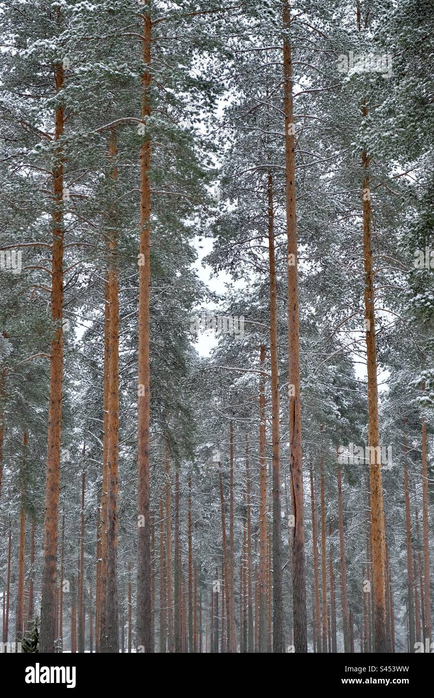 The group of the young thin orange pine tree trunks in the contrast with the surrounding forest - Smartphone Captured Stock Image