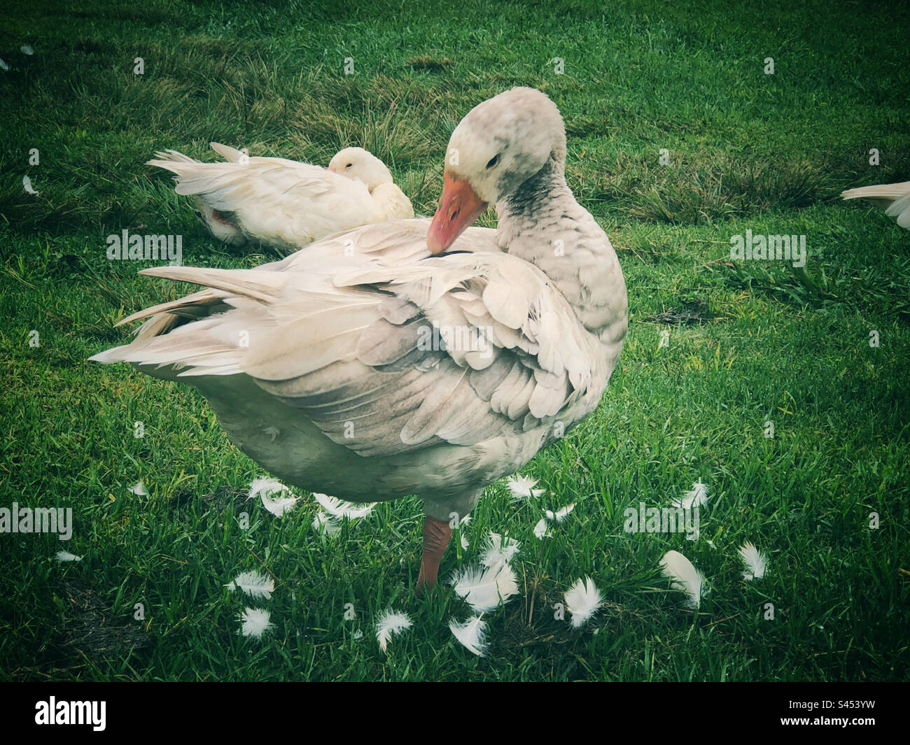 White goose grooming itself and surrounded by pulled out feathers - Smartphone Captured Stock Image