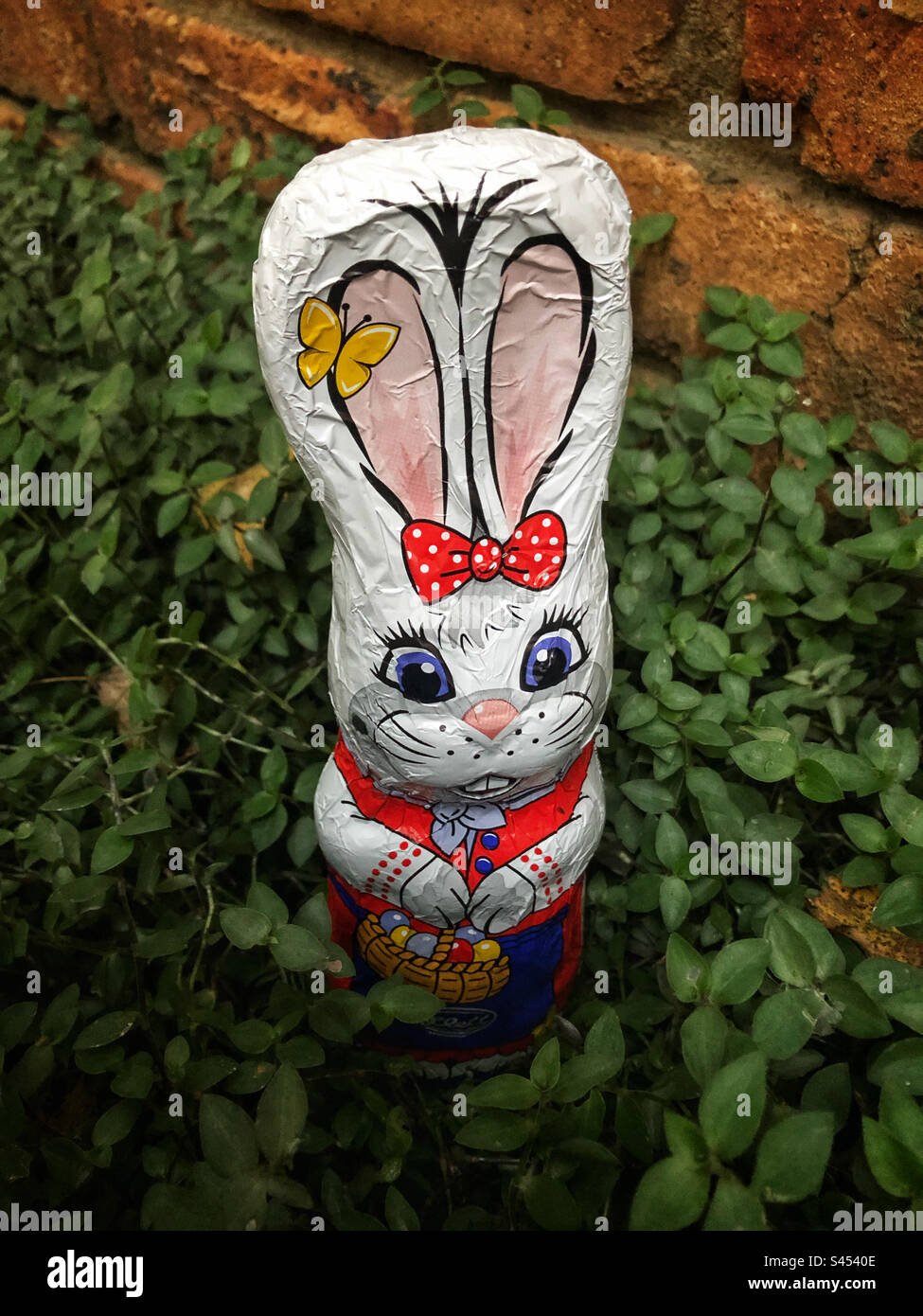 Chocolate Easter rabbit hiding in the garden - Smartphone Captured Stock Image