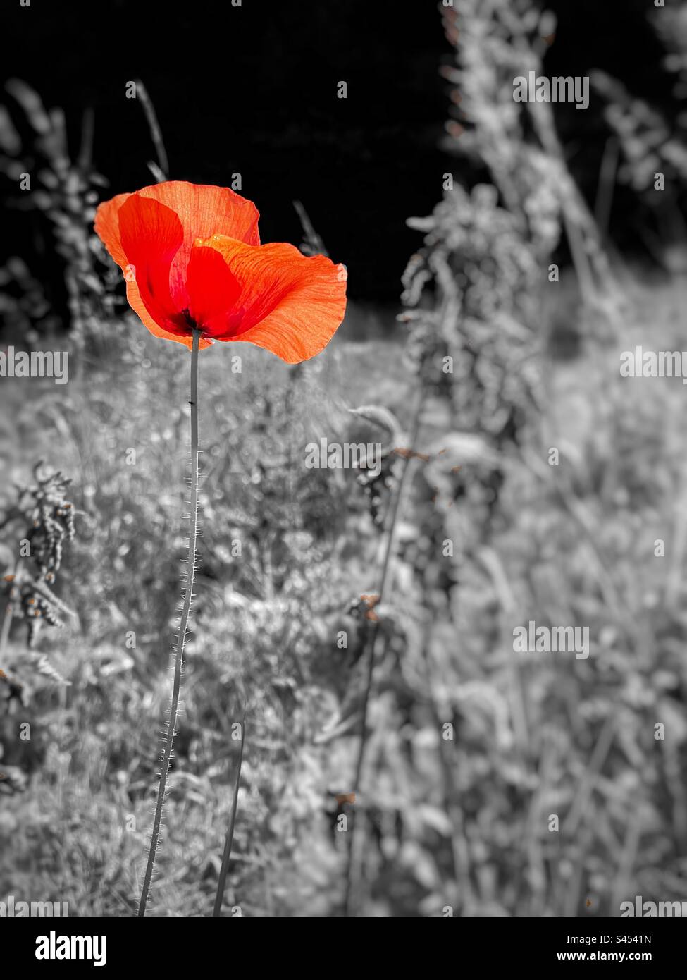 Colour popped red poppy in an overgrown area of land. Stock Photo