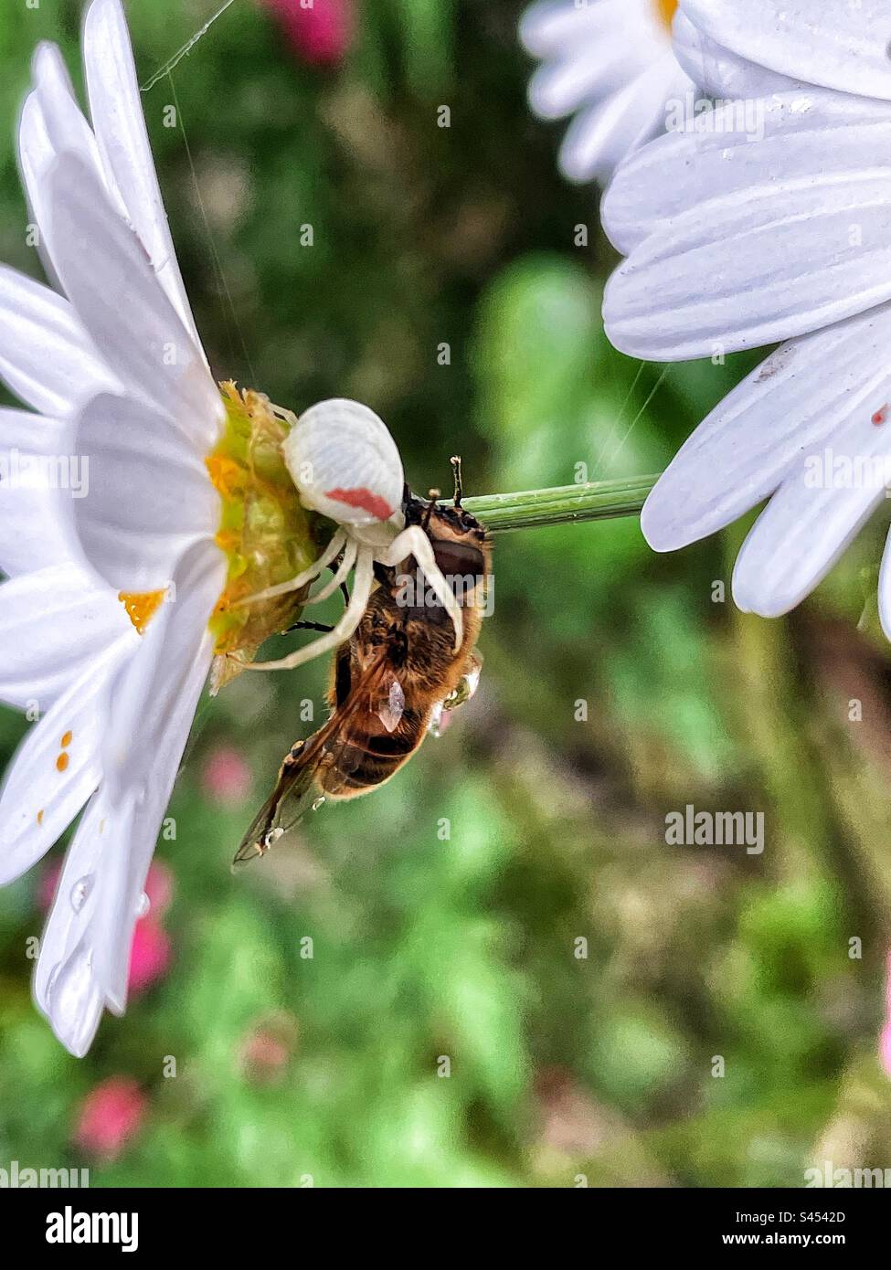 He preys hi-res stock photography and images - Alamy