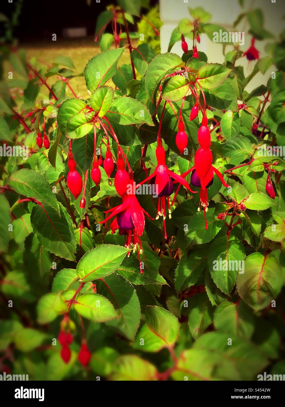 Fuchsia 'Riccartonii' Flowering Upright Hardy Garden Shrub . With its bell like dropping flower