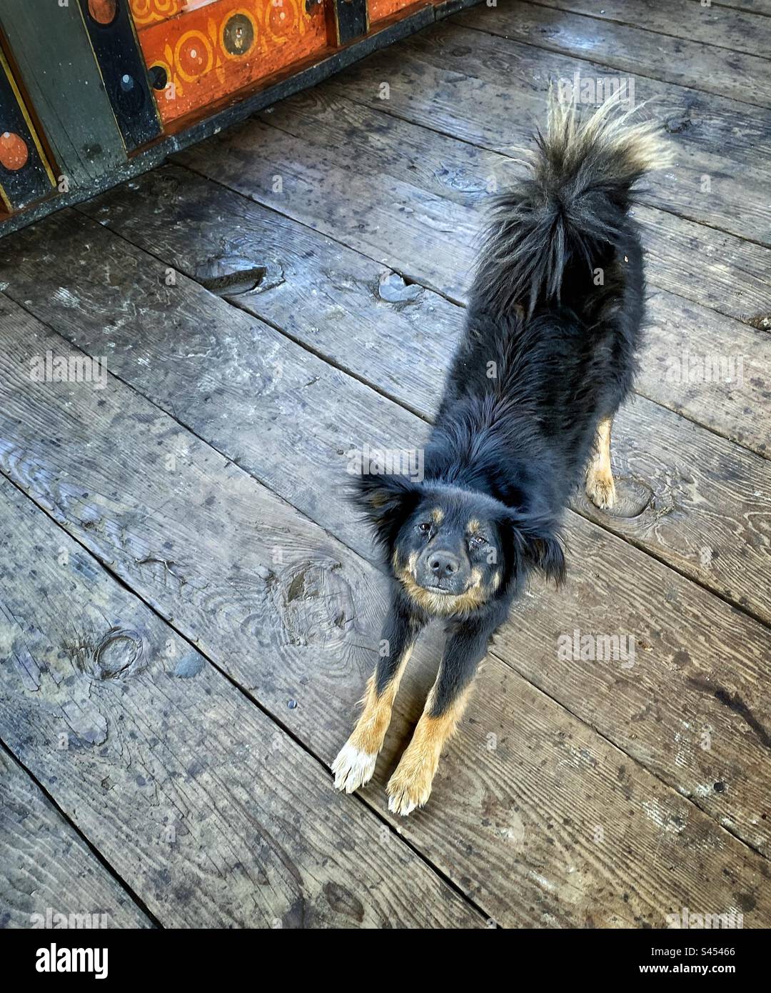 A stray dog is stretching on a wooden floor - Smartphone Captured Stock Image