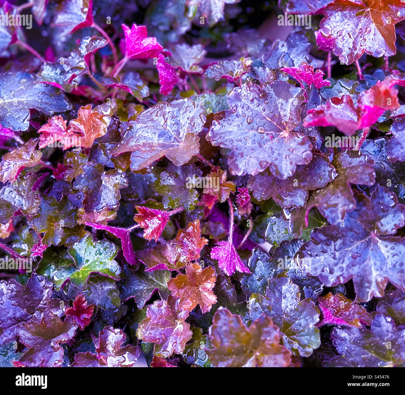 Colorful purple and pink texture shot of coral bell plant foliage. Stock Photo
