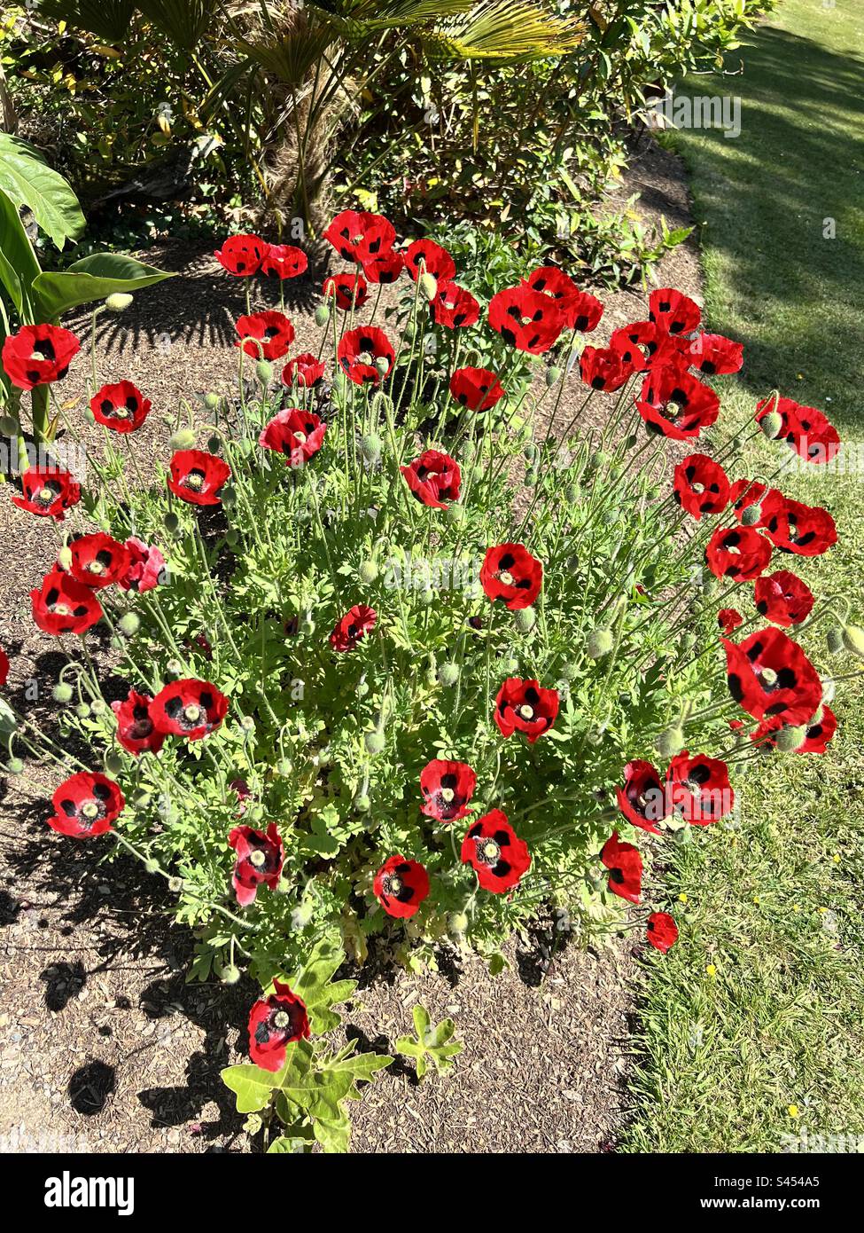 Picton Castle Gardens Stock Photo Alamy