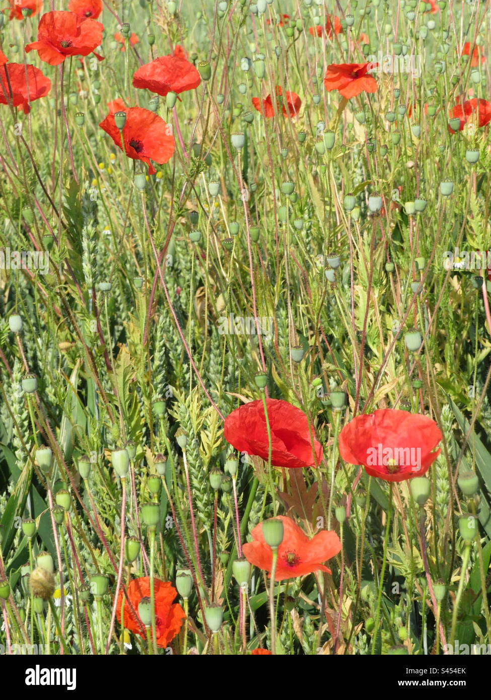 Summer Meadow! Switzerland! - Smartphone Captured Stock Image