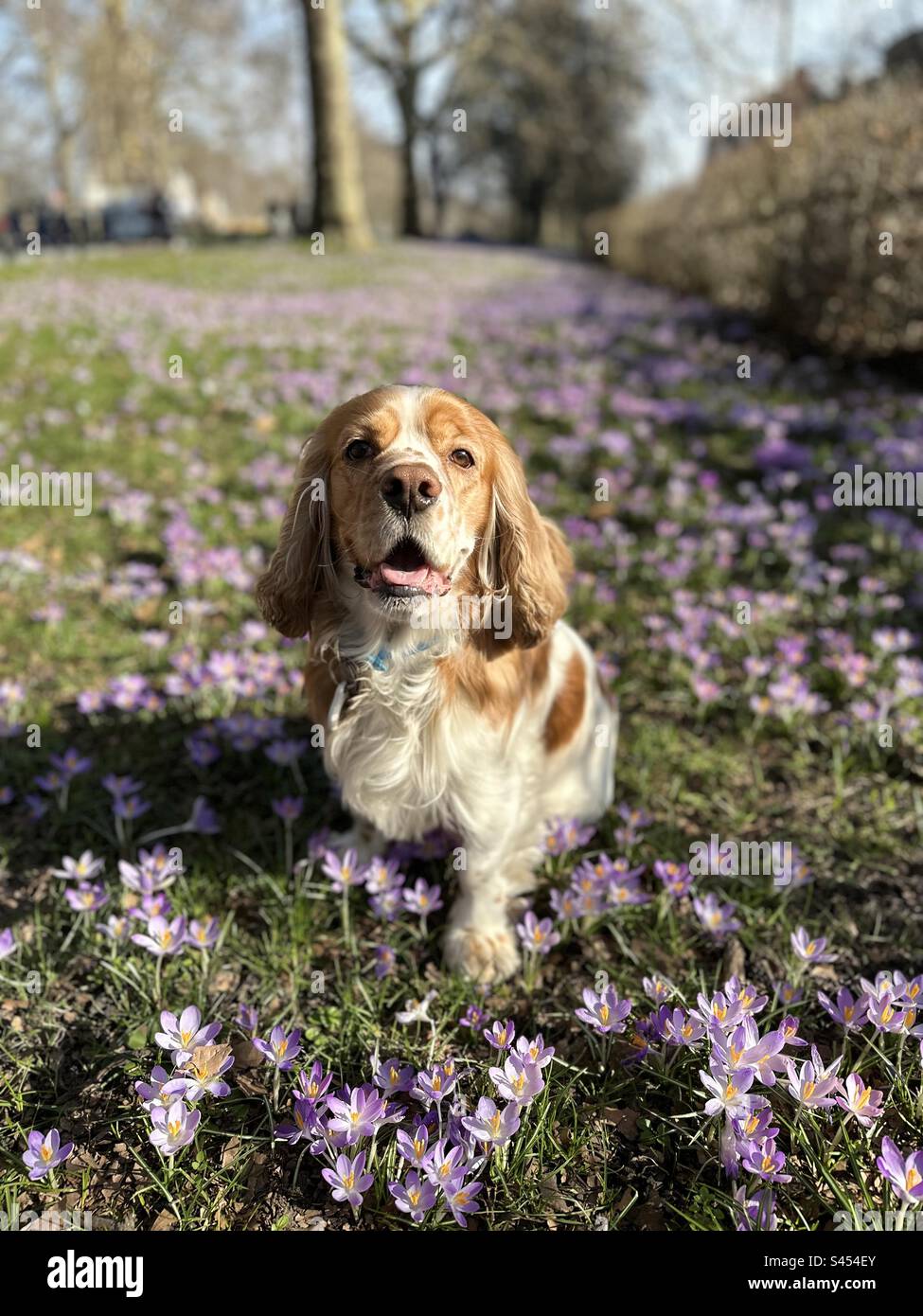 Serene Bliss: English Cocker Spaniel Amidst Purple Blooms at Hyde Park in London Stock Photo