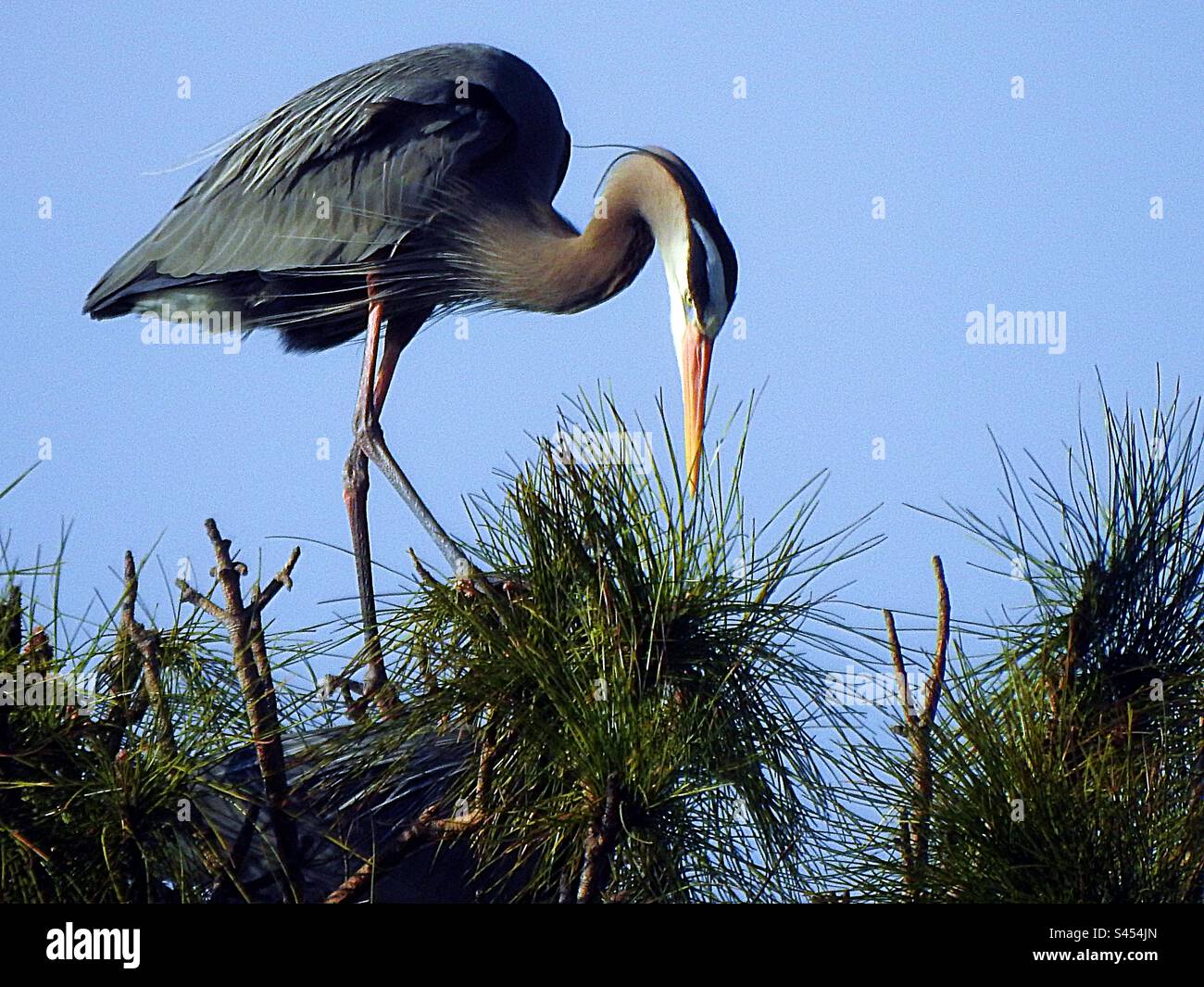 The great blue heron is a large wading bird in the heron family Ardeidae, common near the shores of open water and in wetlands over most of North and Central America , the. Caribbean and the Galápagos - Smartphone Captured Stock Image