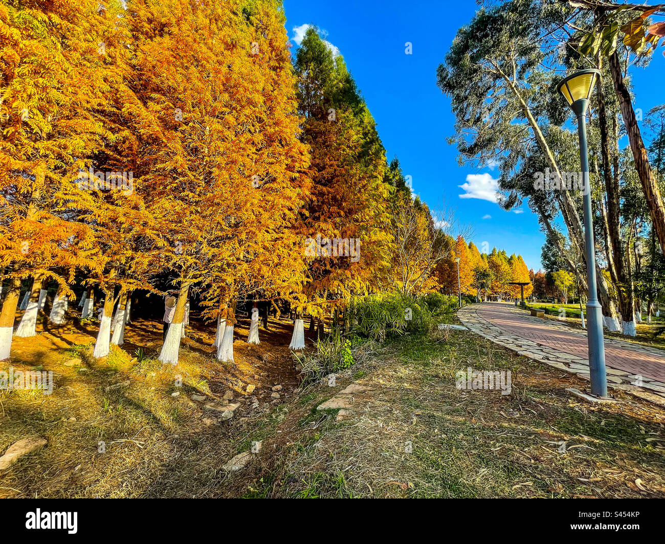 Winter trees - Smartphone Captured Stock Image