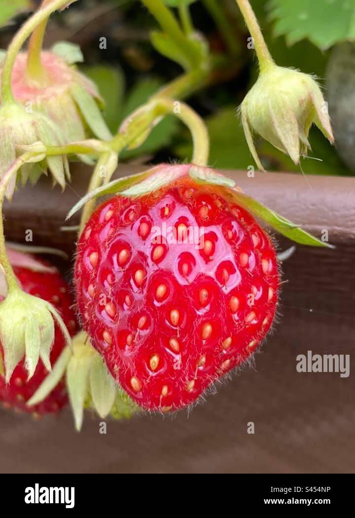 Strawberry - Smartphone Captured Stock Image