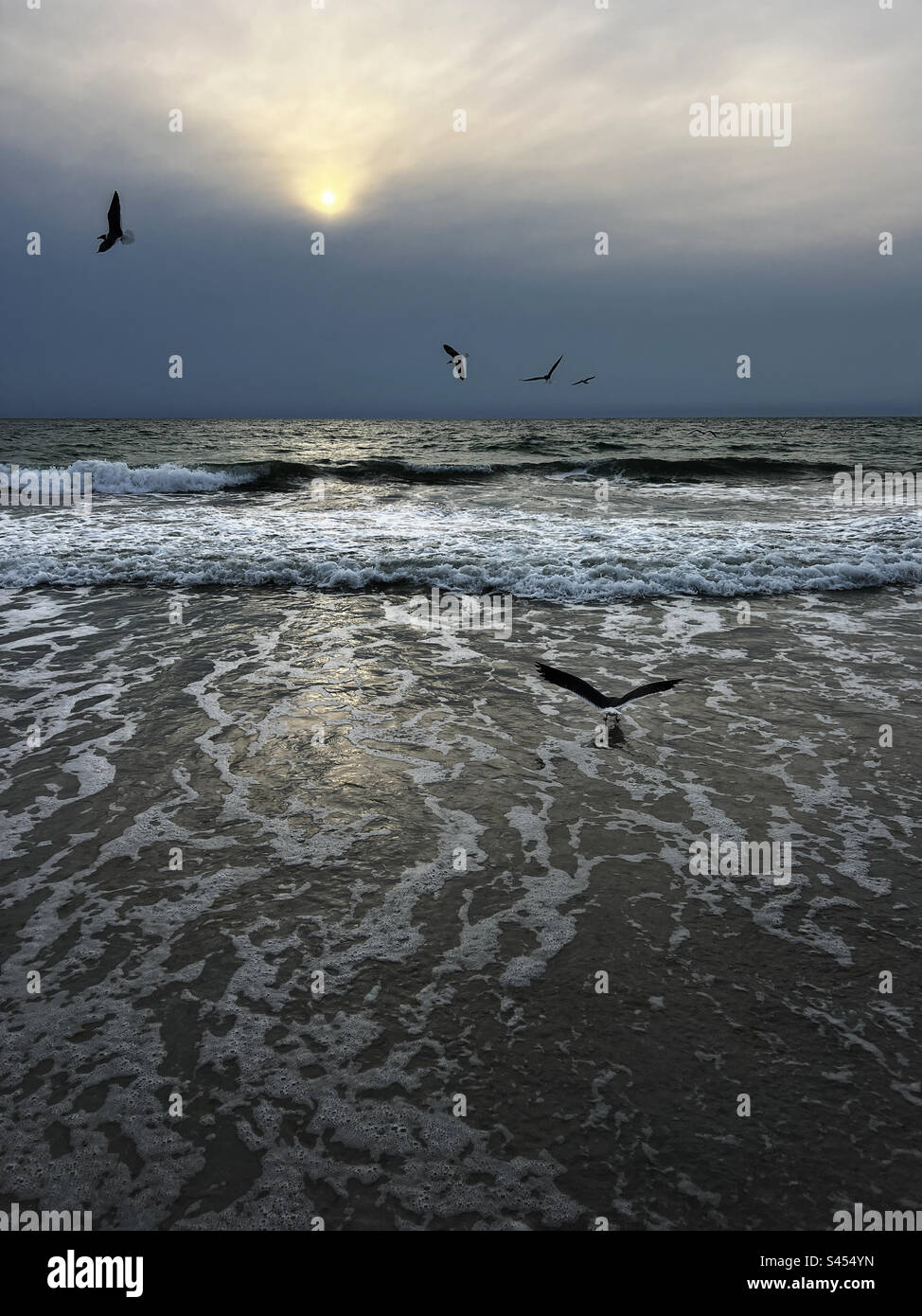 Seagulls flying on St Pete Beach Stock Photo