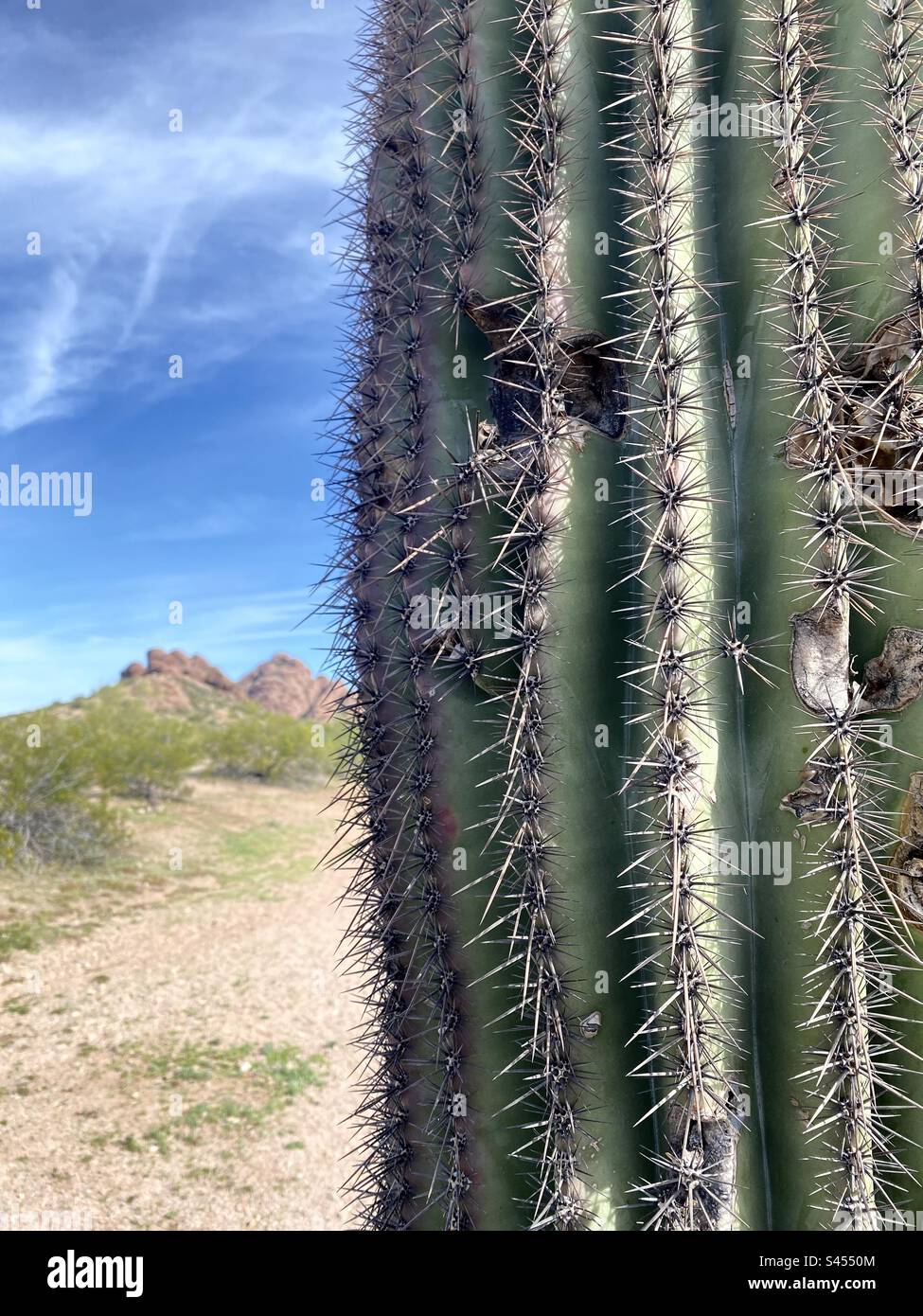 Saguaro Cactus, Arizona Desert Stock Photo Alamy