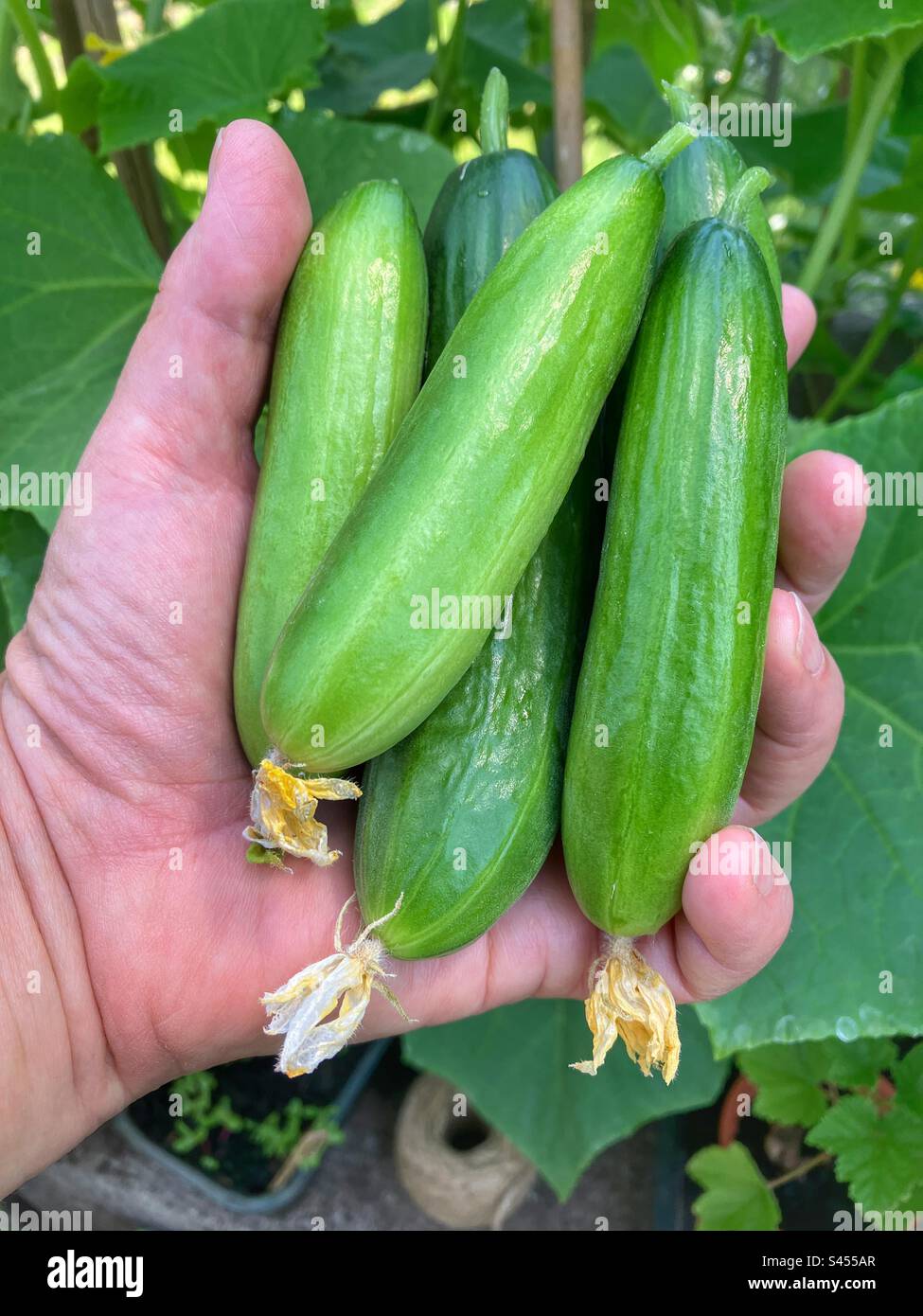 https://c8.alamy.com/comp/S455AR/homegrown-freshly-picked-organic-mini-cucumbers-in-womans-hand-close-up-S455AR.jpg