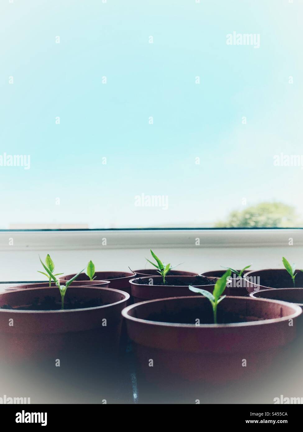 A photograph of small chilli plants growing in plant pots on a windowsill. Copy space, blue sky background. Indoor growing food concept Stock Photo