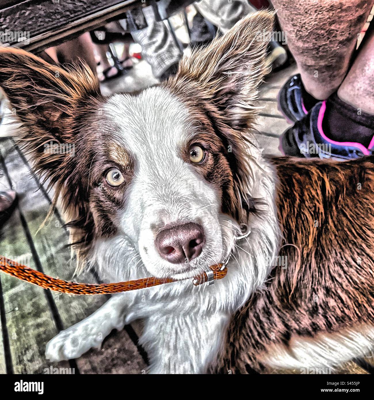 Birdercollie Dog is looking.. - Smartphone Captured Stock Image