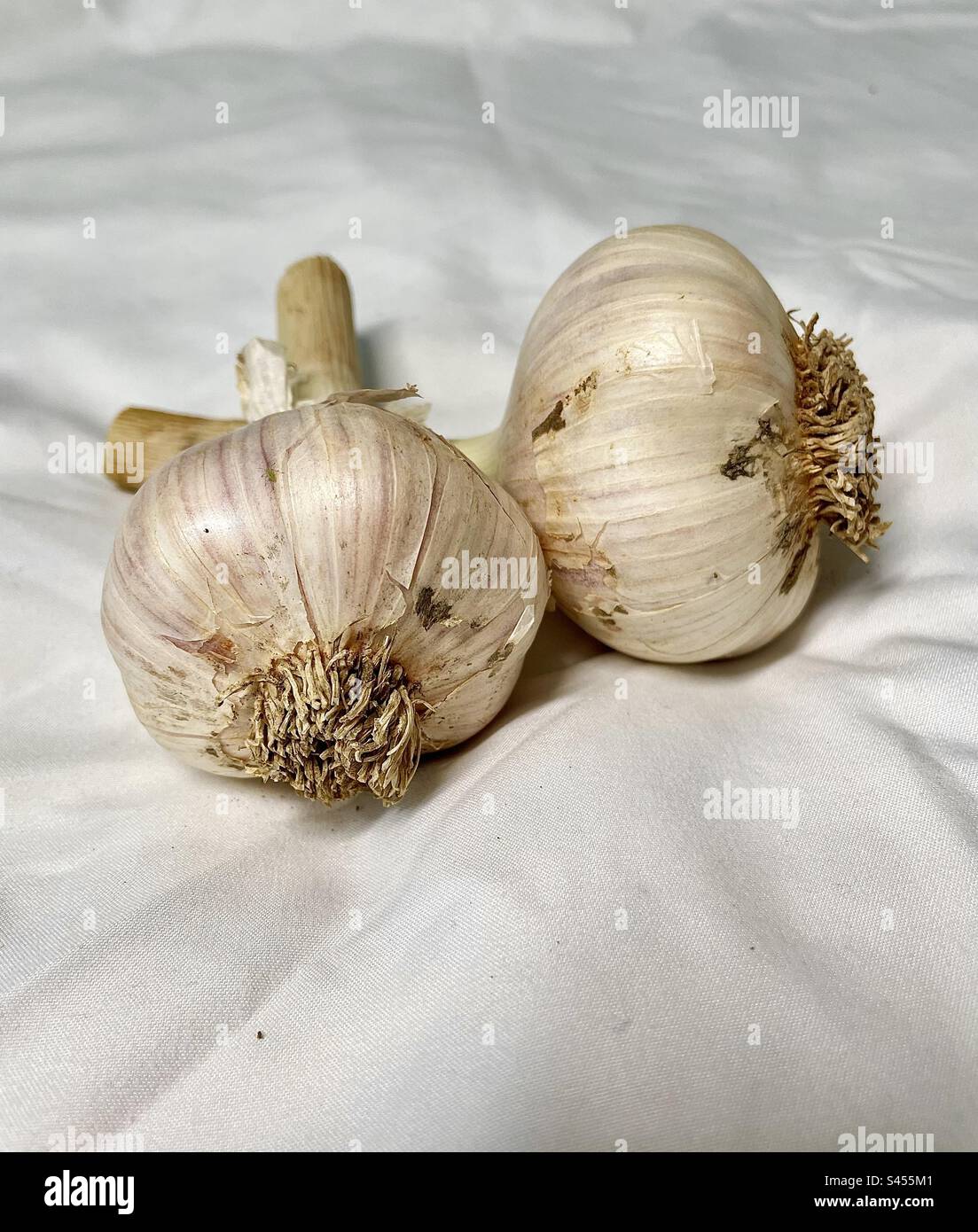 fresh garlic - Smartphone Captured Stock Image