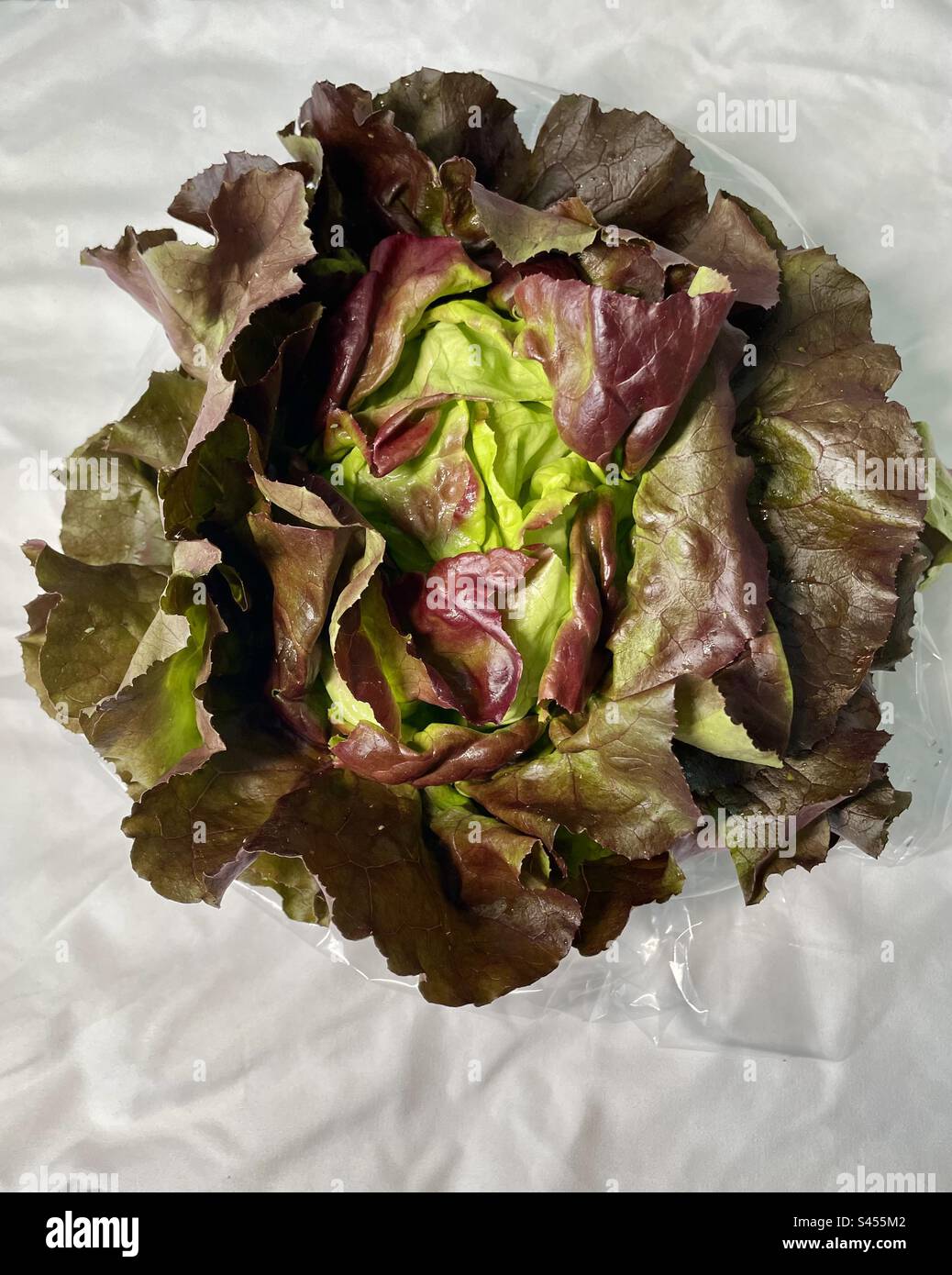 head of romaine lettuce Stock Photo Alamy