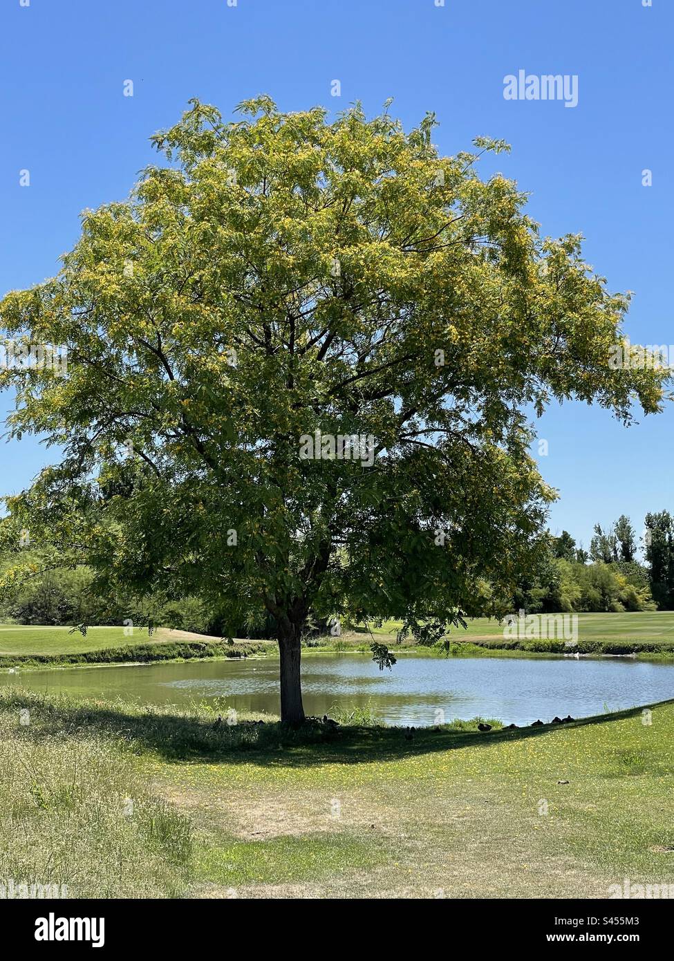 Yellow blooming Rosewood tree, Tipuana Tipu, brilliant blue sky, golf course pond, ducks hiding in the shadows from the hot sun, Scottsdale, Arizona Stock Photo