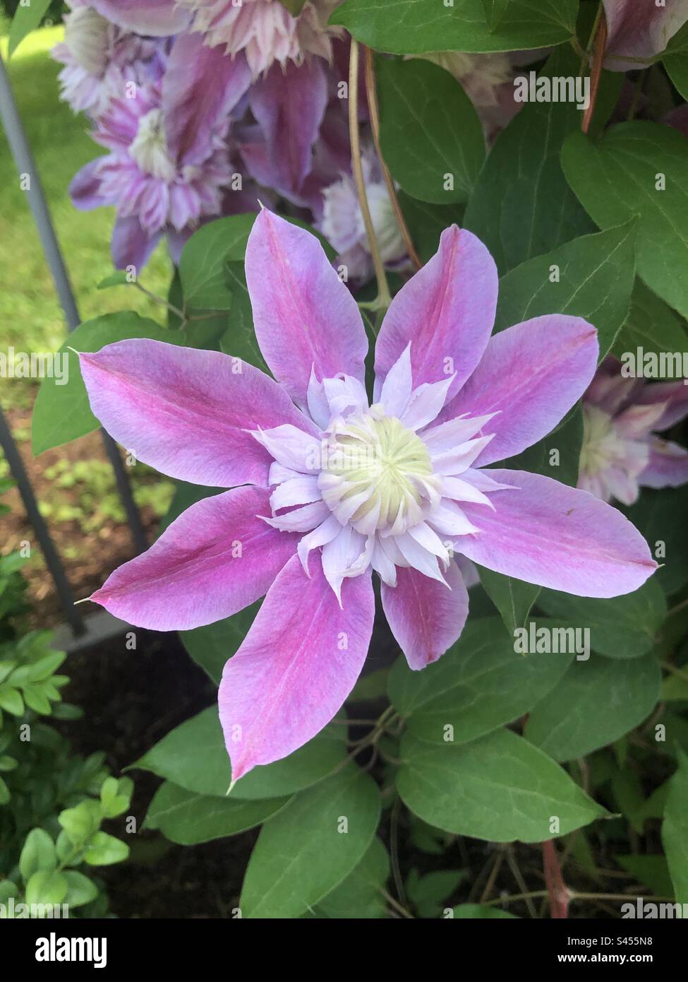 Beautiful violet bloom. - Smartphone Captured Stock Image