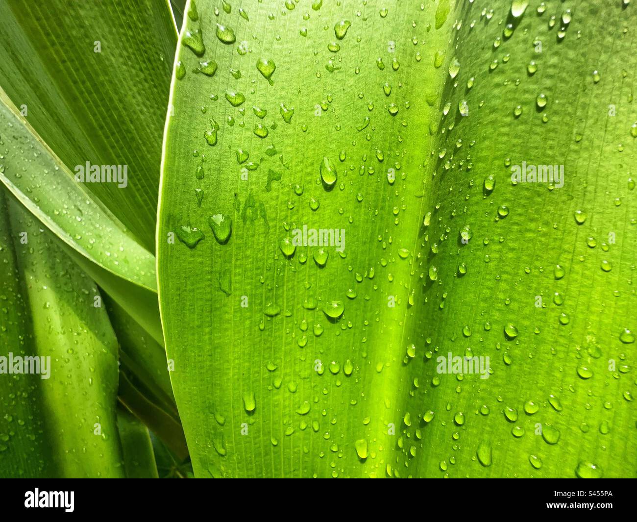 Close up view of rain drops on a leaf of a large tropical plant. - Smartphone Captured Stock Image