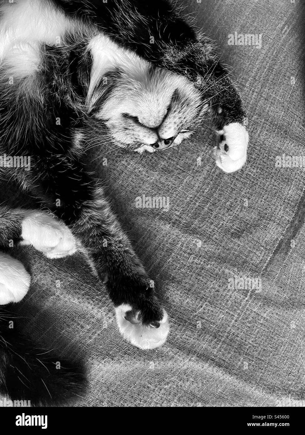 Cat sleeping on his back Stock Photo Alamy