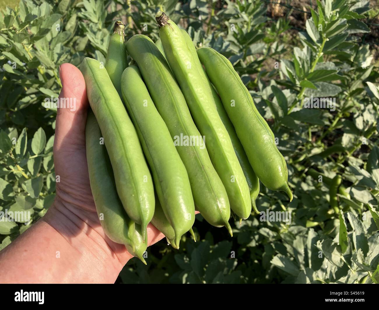 Homegrown, organic broad beans in woman’s hand, freshly picked from a garden vegetable patch Stock Photo