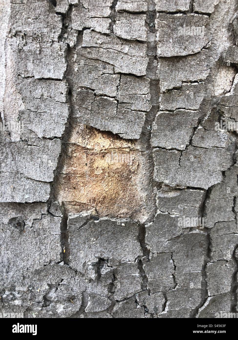 Missing part in the puzzle , conceptual image , close up shot of a tree trunk - Smartphone Captured Stock Image