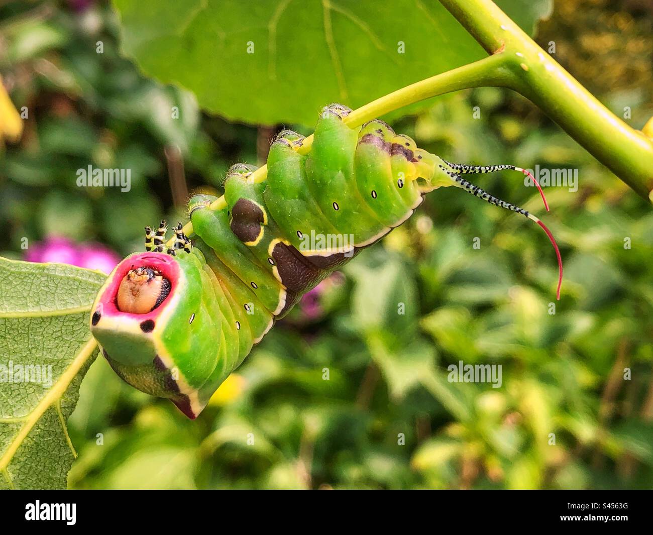 Puss moth caterpillar showing eye spots as a defensive posture and extending its whip-like appendage flagellae on its tails - Smartphone Captured Stock Image