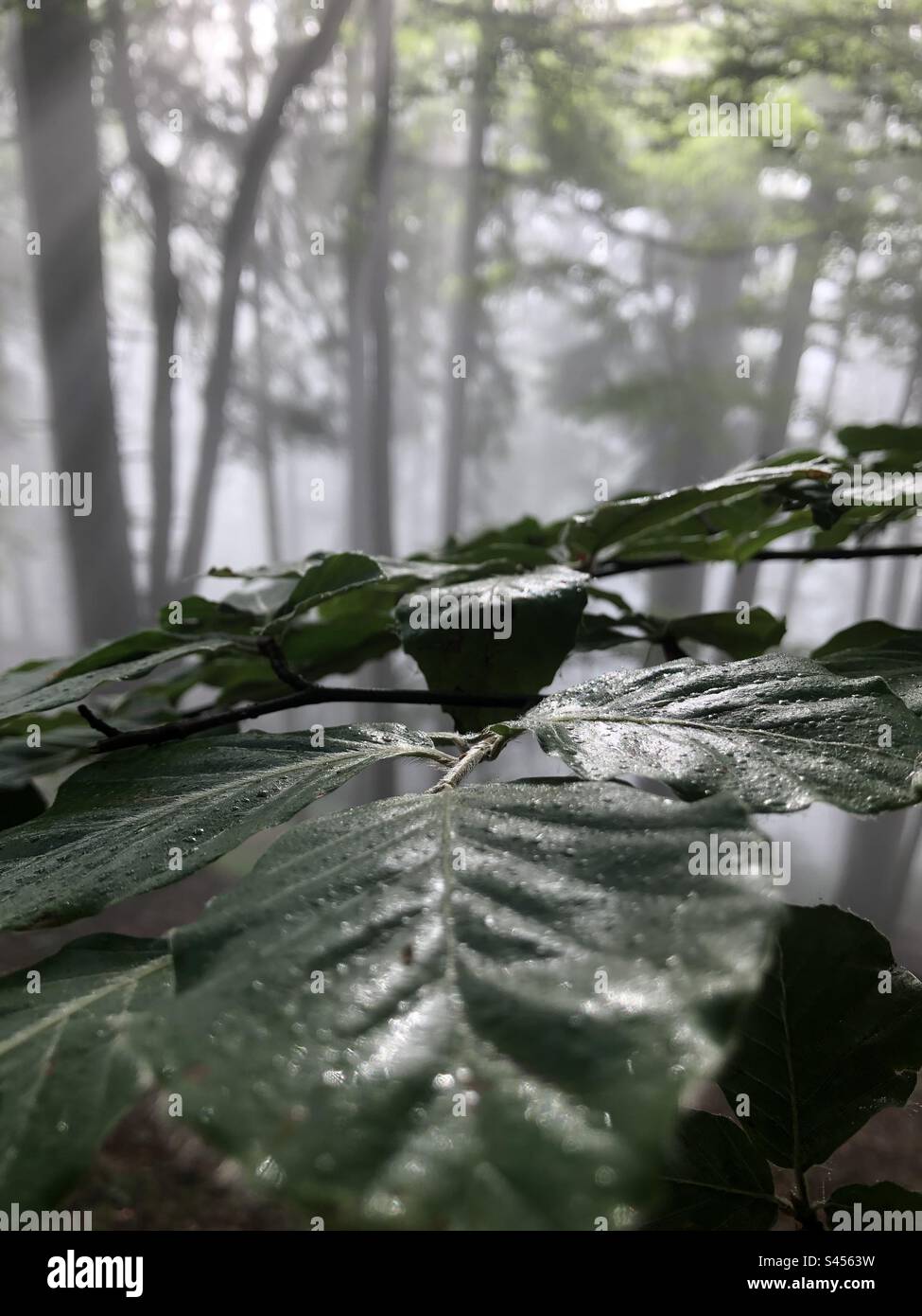 Leafs of Fagus sylvatica in upcoming morning sun in Mountain Forest (Picea, Abies, Fagus) - Smartphone Captured Stock Image