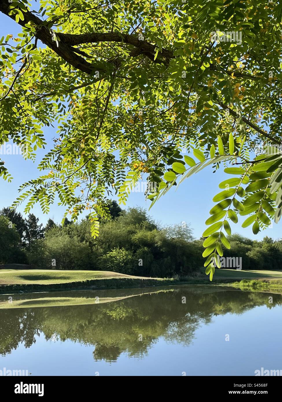 Rosewood tree in bloom, Tipuana Tipu, backlight leaves and yellow blossoms, golf course pond reflections, blue sky, Scottsdale, Arizona Stock Photo