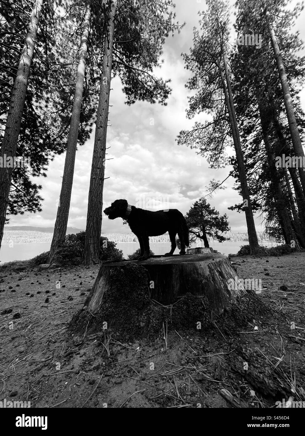 A black labradoodle stands on a tree stump at the lake. Shaver Lake, California USA. - Smartphone Captured Stock Image