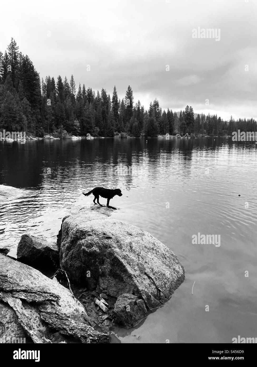 Black Labradoodle dog standing on a rock at the lake. Shaver Lake, California USA. Stock Photo