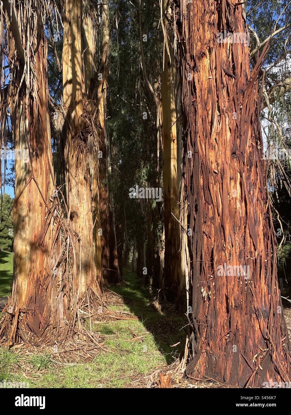 Stringy bark trees hires stock photography and images Alamy