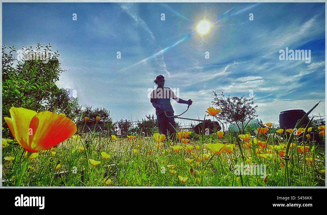 A man tending to plants outdoors - Smartphone Captured Stock Image