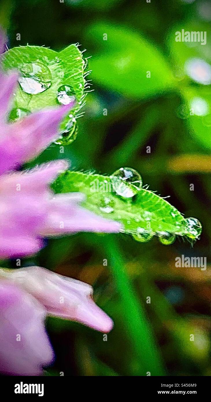 Natures beauty, water, droplets, morning dew. Stock Photo