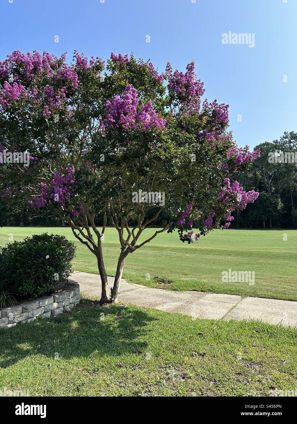 Purple crepe myrtle tree and landscape Stock Photo - Alamy