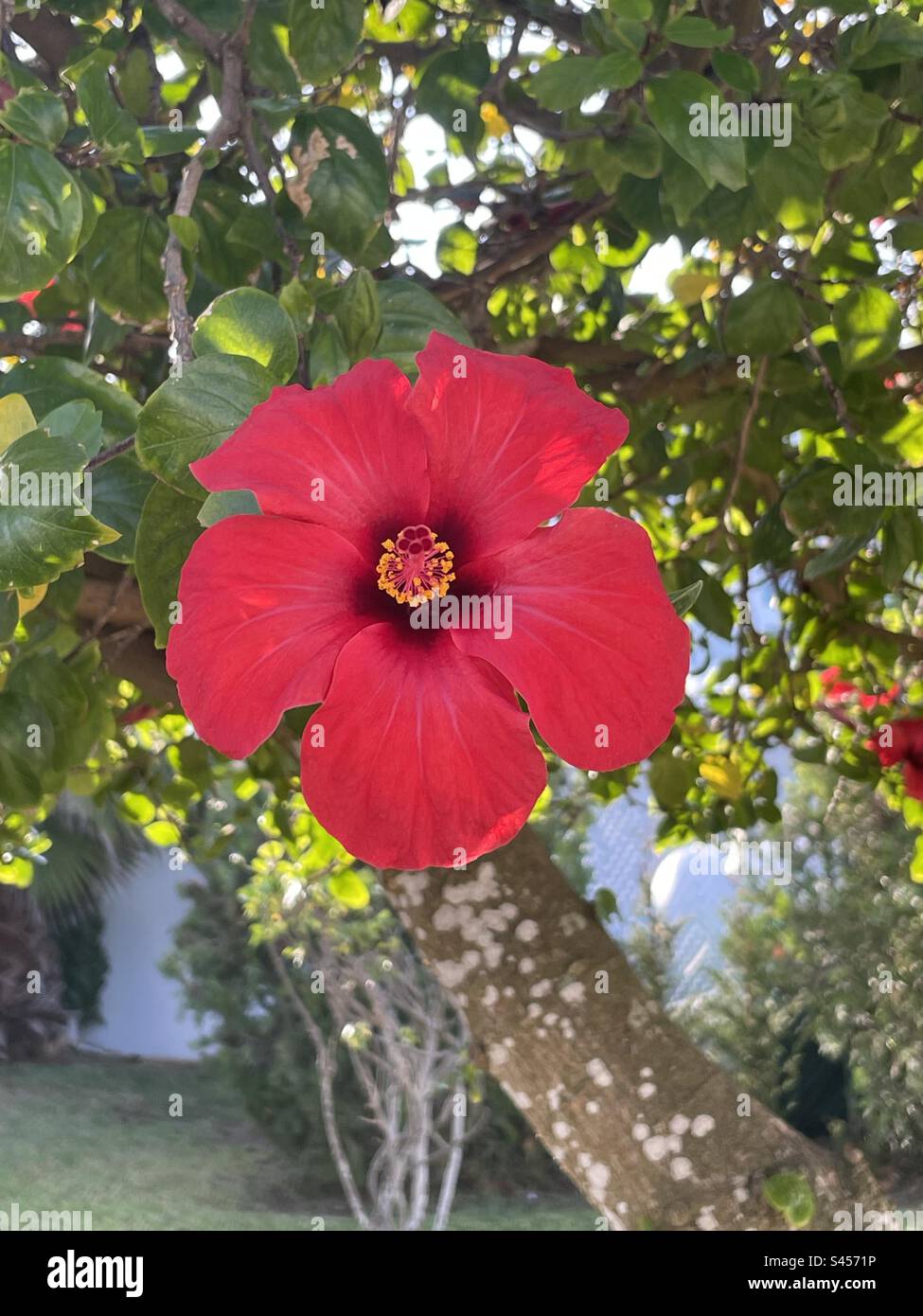 Pretty Spanish Flower Stock Photo