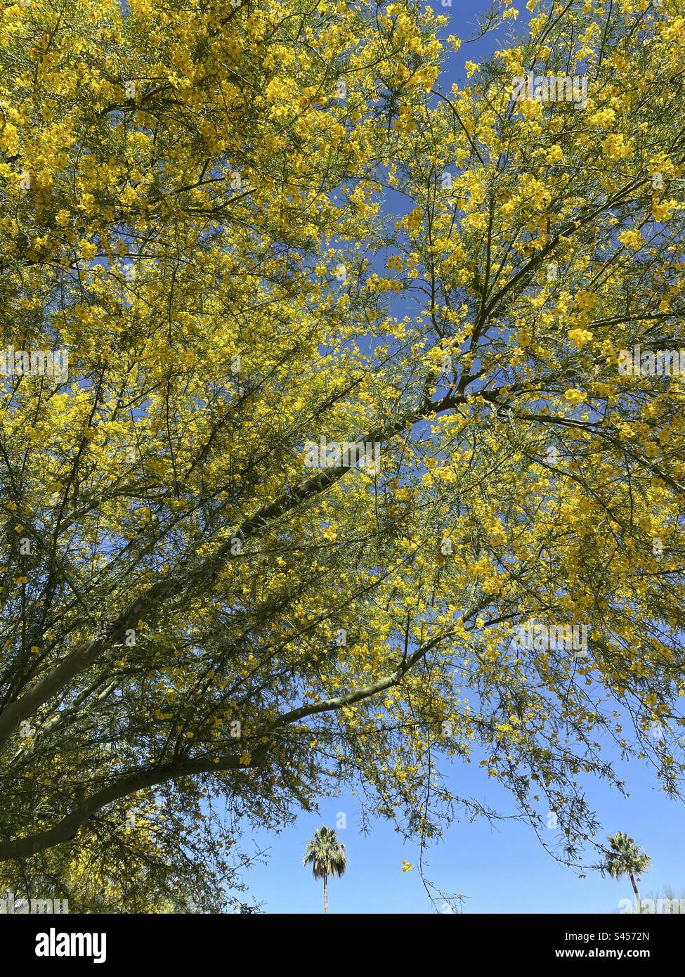 Two palm trees dwarfed by bright yellow blooms of Palo Verde Tree in