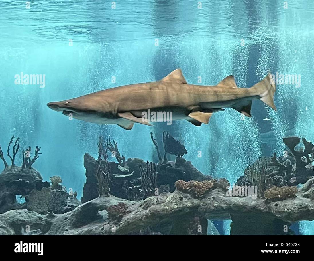Odyssea aquarium hires stock photography and images Alamy