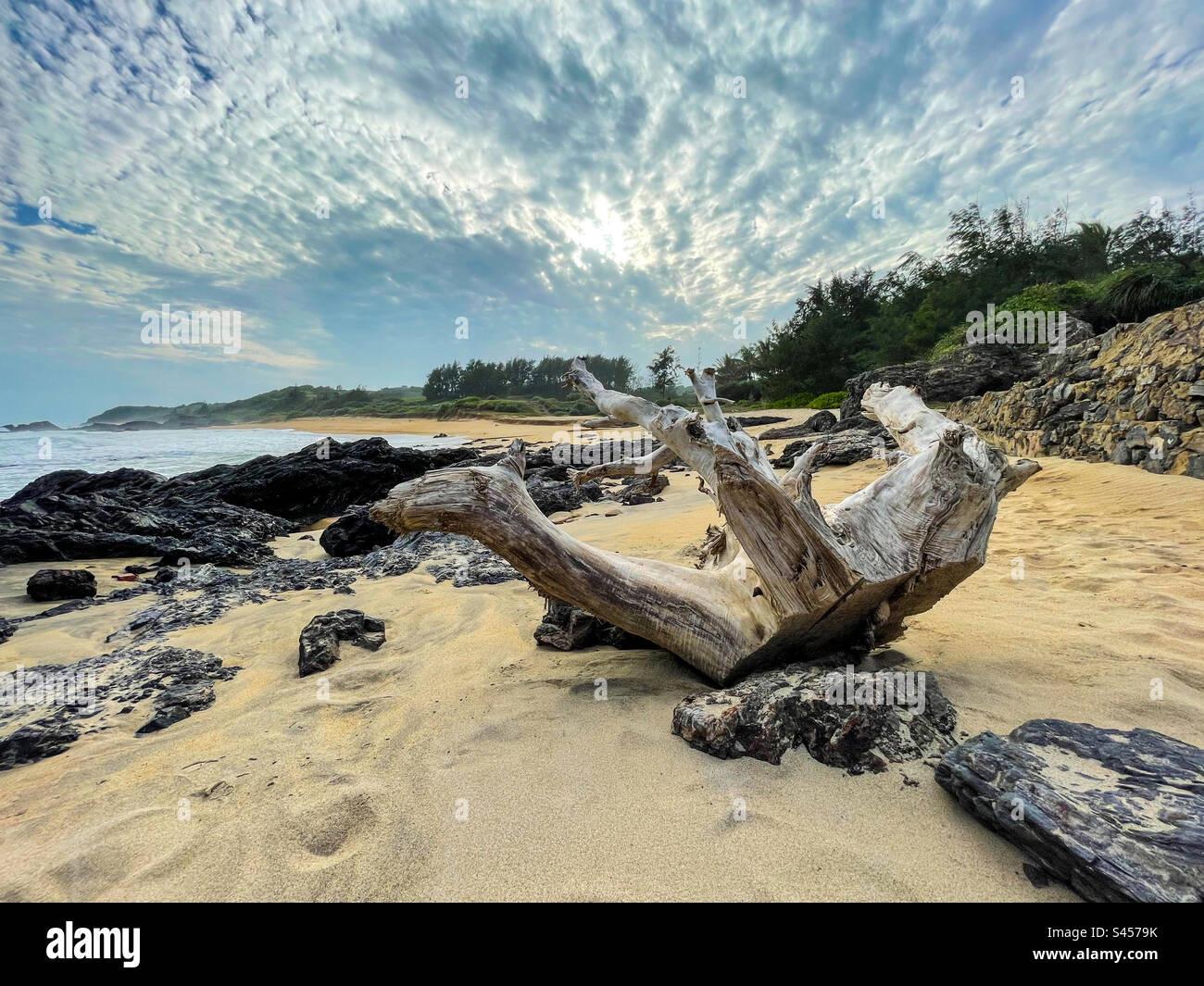 Log on the beach - Smartphone Captured Stock Image
