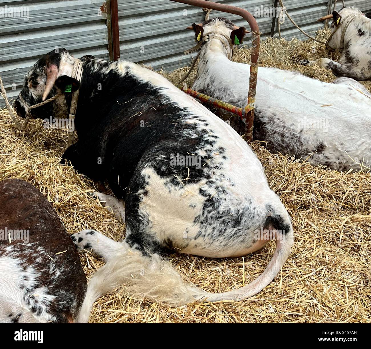 Longhorn cattle at three counties show 2023 - Smartphone Captured Stock Image