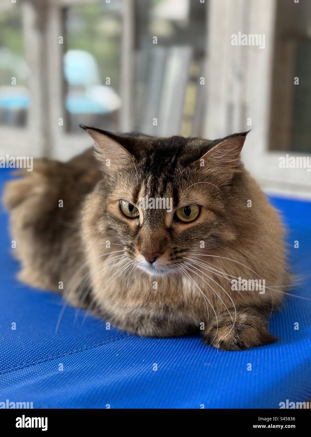 Tabby cat with blue eyes hi-res stock photography and images - Alamy