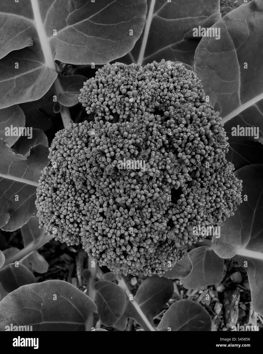 Black and white broccoli flower against leaves Stock Photo