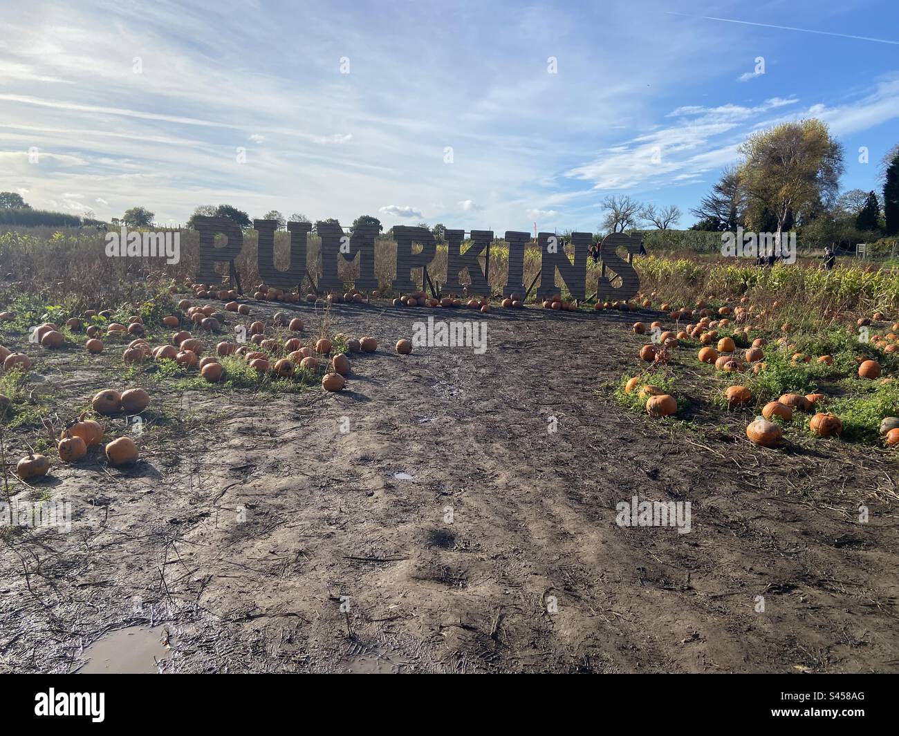 Pumpkin picking. Stock Photo