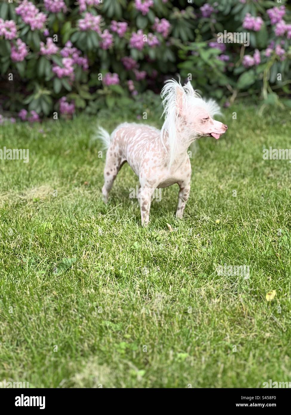 Chinese crested dog in the grass Stock Photo